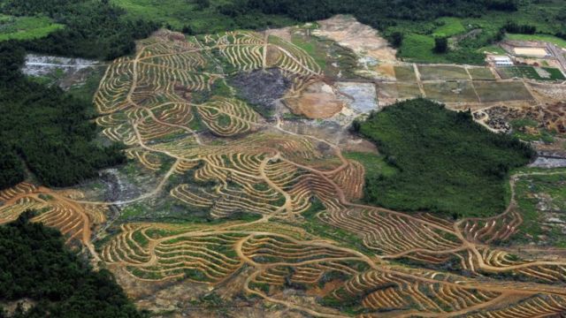 Foto udara yang menunjukkan alih fungsi hutan menjadi perkebunan kelapa sawit di Kapuas Kabupaten Hulu di Kalimantan Barat.