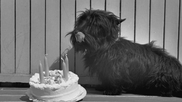 White House terrier Fala, 4, licks his chops as he stands over his birthday cake on April 7, 1944.