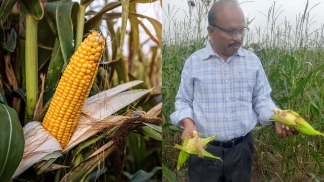 பாப்கார்ன் செய்ய உதவும் மக்காச்சோளம் அழியும் ஆபத்து: என்ன காரணம்? தடுப்பது எப்படி?