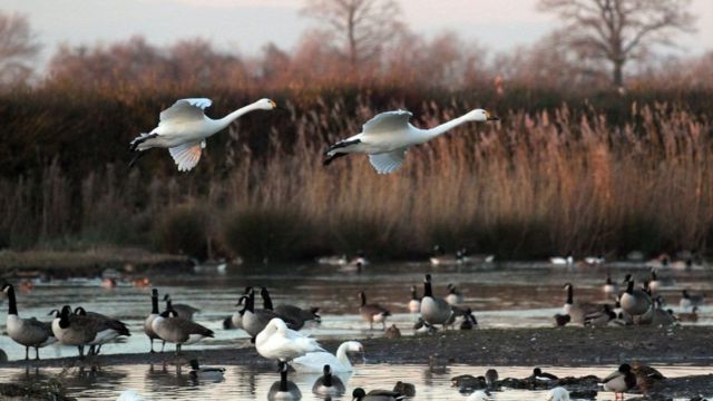 湿地公园(photo:BBC)