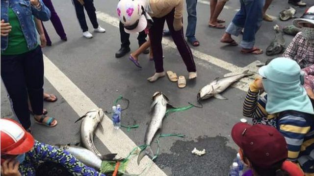 Người dân xếp cá nuôi bị chết ra giữa đường