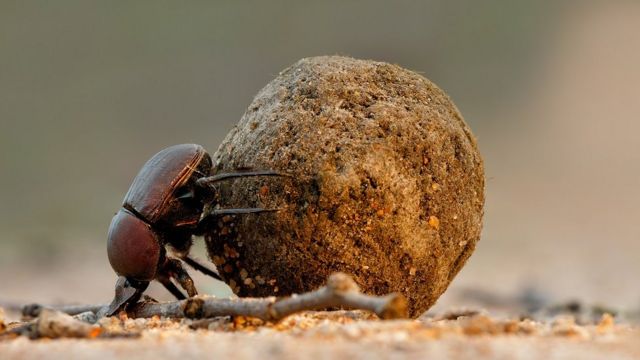 சாண வண்டுகள்