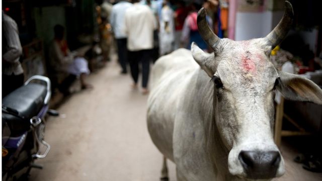 在极端的护牛政策下，印度不少农民被迫抛弃老牛，这些牛到处流浪成为一患。(photo:BBC)