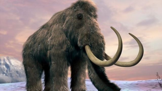 mommoth, china, tusk