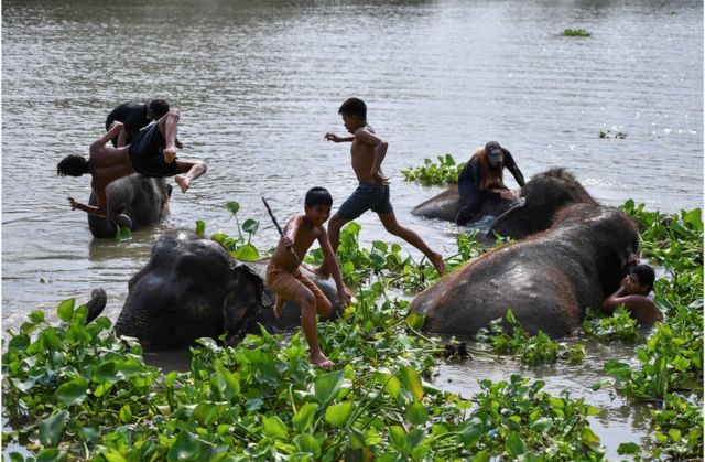 थाईलैंड, हाथी दिवस