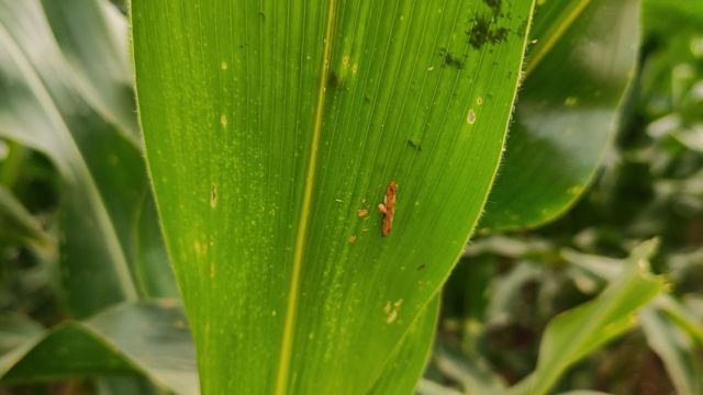 மக்கா சோளம் சாகுபடி பூச்சி தாக்குதல் விவசாயம்
