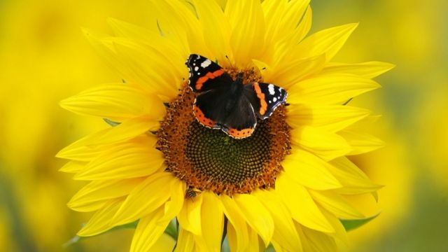 蝴蝶是人类自己的象征(photo:BBC)