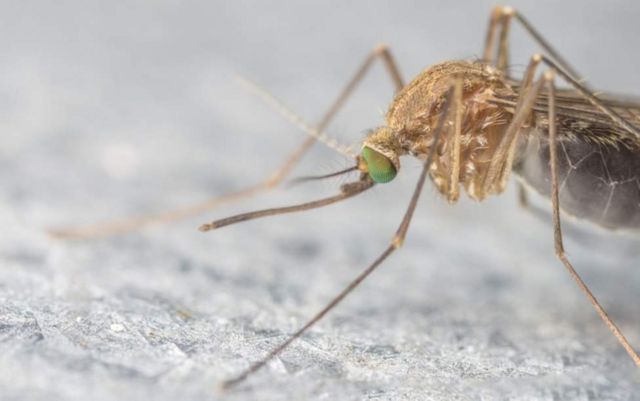 Umugera wa zika ukwiragizwa n'imibu