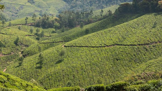 மேற்குத்தொடர்ச்சி மலை