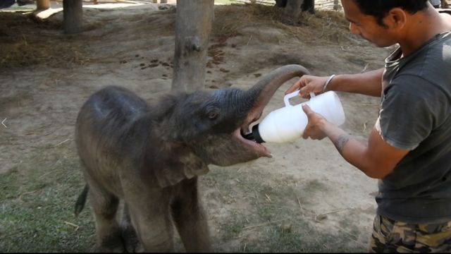 யானைக்குட்டி