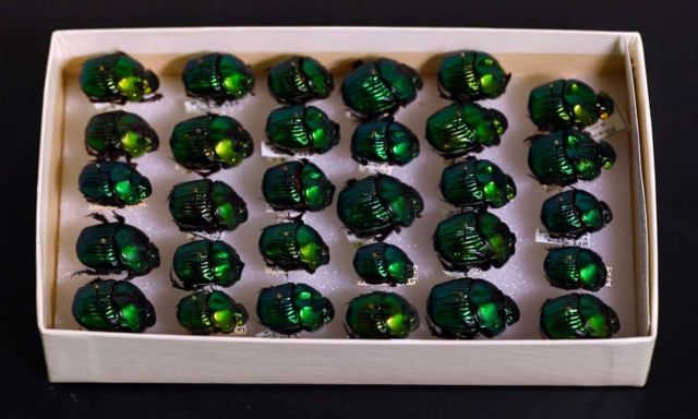 Caixa com coleção de escaravelhos