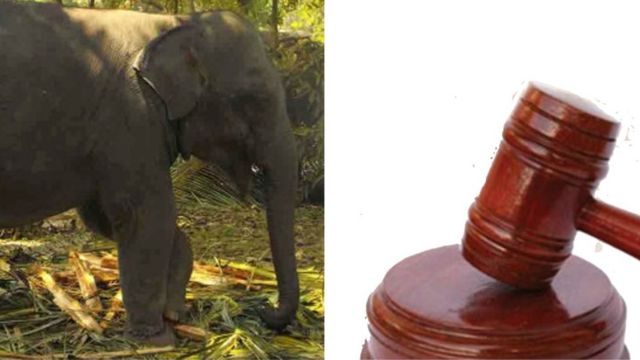 Baby Elephant court case