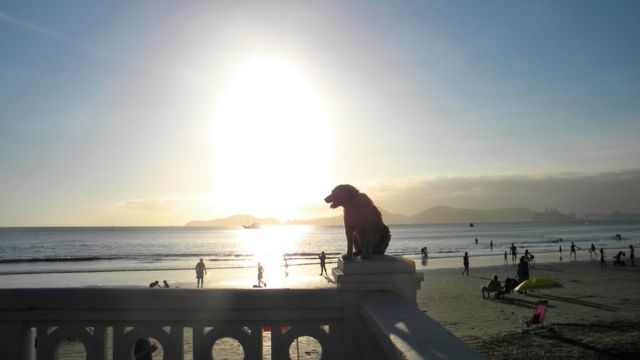 Cão na praia ao pôr do sol