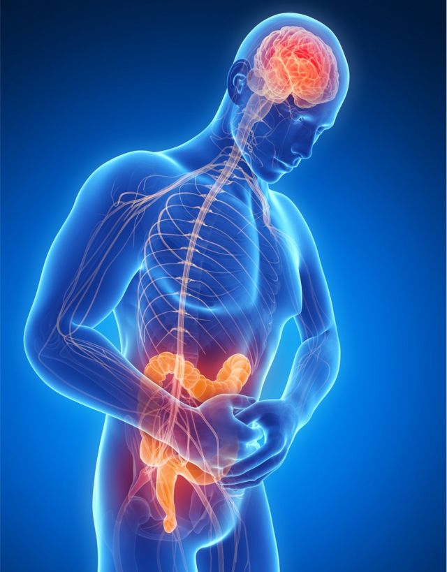 Diagrama de la conexión entre el cerebro y el intestino.