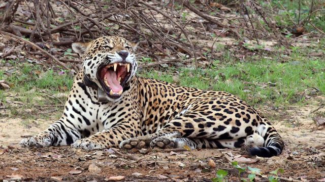 Jaguar (Foto: Charlesjsharp/WIKIMEDIA COMMONS)