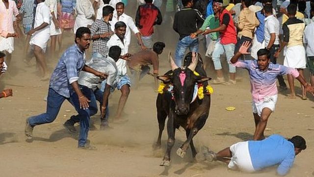 ভারত, জাল্লিকাটু