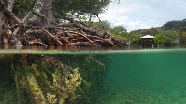 Imagen de un manglar dentro y fuera del agua