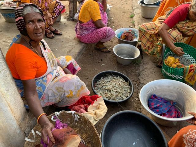 அழிவை எதிர்நோக்கும் சிங்க இறால், நெத்திலி மீன்