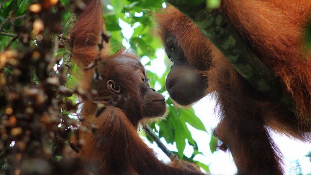 Sumatran Orangutans captured enjoying their day on the trees of Gunung Leuser National Park on May 18, 2016 in North Sumatra