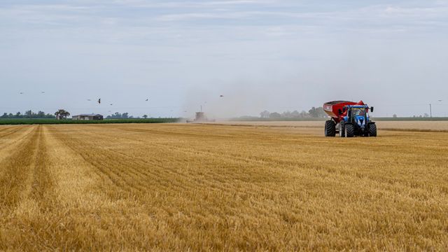 Trator em campo de trigo na Argentina