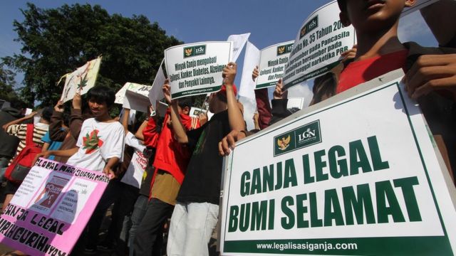 Menteri Kesehatan Akan Izinkan Riset Ganja, Bagaimana Dampaknya Terhadap Upaya Legalisasi Untuk ...