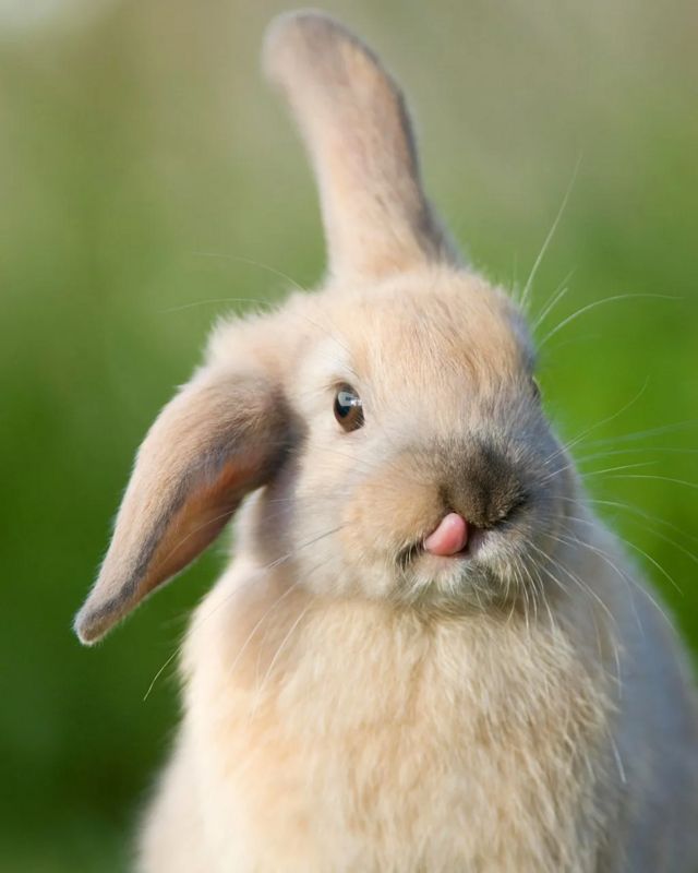Les fonctions complexes de nombreux gènes sont mystérieuses. L'édition génétique peut donc réserver des surprises, comme ces lapins modifiés qui ont développé une longue langue de manière inattendue.