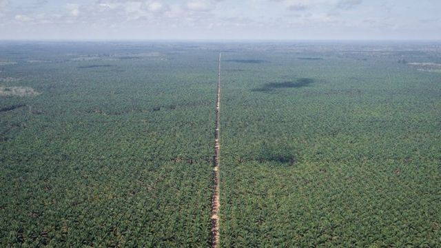 Các đồn điền dầu cọ thế chỗ các rừng nhiệt đới trong những khu vực rộng lớn của Indonesia