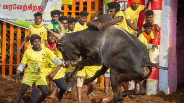 அவனியாபுரம் ஜல்லிக்கட்டு