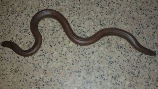 Indian Two Headed Snake Rescued By Police From Gang Bbc News