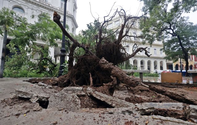 Un árbol derribado por los vientos asociados a la tormenta tropical Idalia en La Habana.