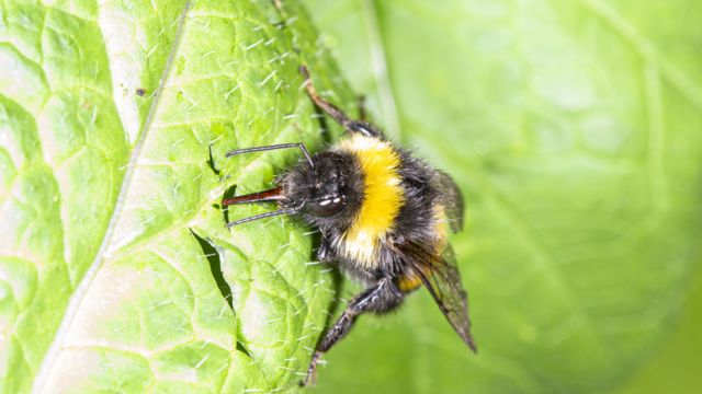 Bumblebees Bite Plants to Force Them to Flower (Seriously