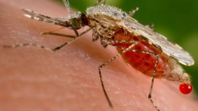Le moustique vecteur du paludisme a tendance à éviter les poulets et d'autres oiseaux, selon des chercheurs éthiopiens et suédois.