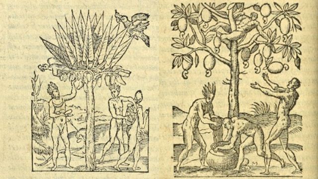 Dos ilustraciones de plantas. - New York Public Library