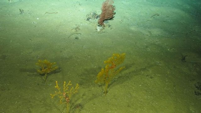 Especies halladas en el fondo del océano