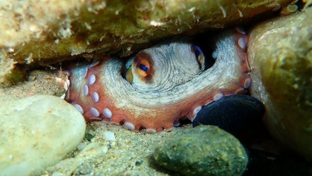 章鱼的身体结构和神经系统与人类非常不同，但却与人类同样能体验疼痛，或其他感受（Credit: Getty Images）(photo:BBC)