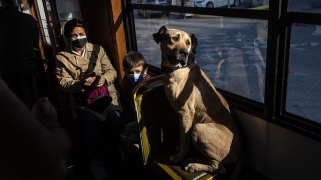 Boji, o cachorro de rua, sentado em um assento dentro de um bonde em Istambul