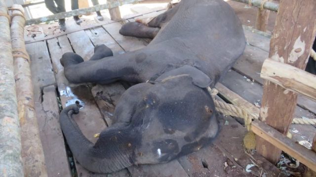 யானைகள் உயிரிழப்பு