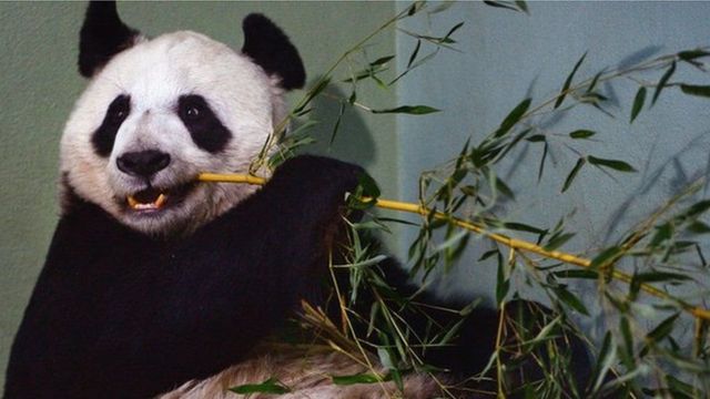 最新考古研究发现大熊猫近亲 600万年前曾在欧洲大陆生活(photo:BBC)