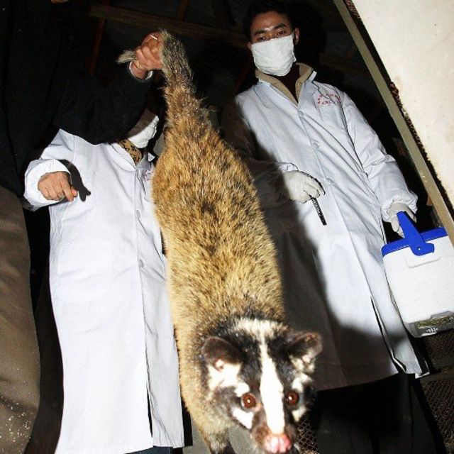 El dueño de un restaurante entrega a inspectores de salud na civeta que sujeta de la cola del mamífero