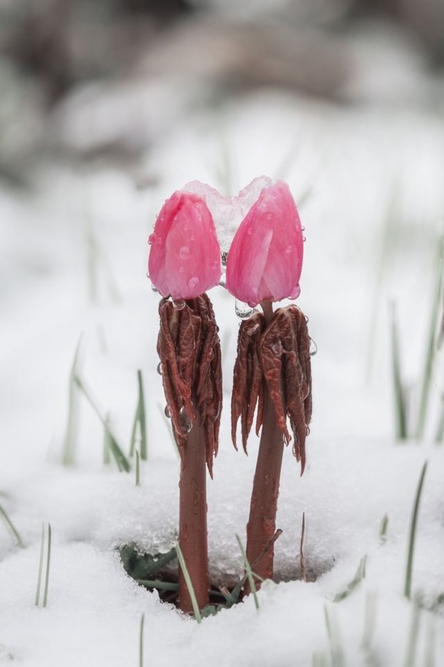 Two pink flower buds covered in water and ice, surrounded by snow