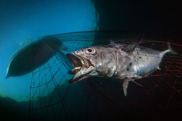 ایټالوي پاسکاویل واسیلو د کال د سمندري خوندیتابه غوره عکاس شو. هغه ماهي جې د کښتۍ په جال کې نښتې