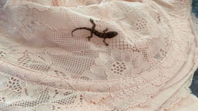 பார்பி பல்லி