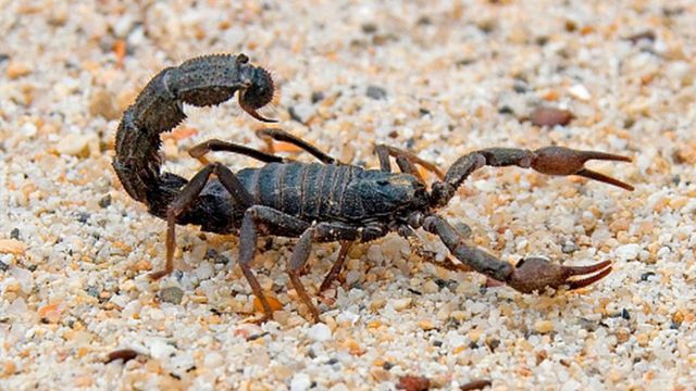 A picture of a scorpion in a desert