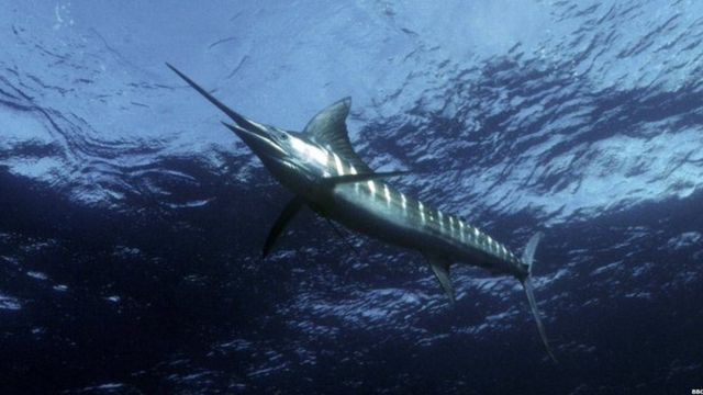 Samaki Marlin