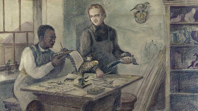 Ilustração mostra dois homens fazendo taxidermia de pássaros