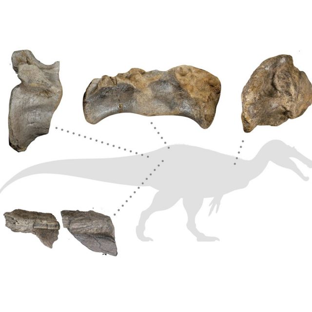 dinosaur bone fragments