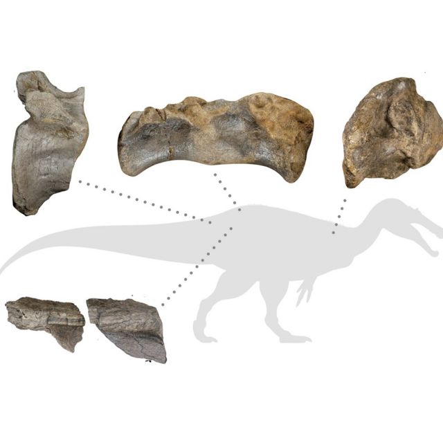 Fragmentos de ossos de dinossauro