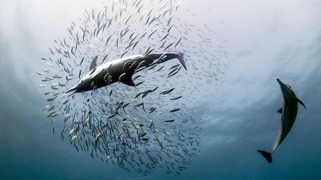 Дельфин охотится за сардинами близ побережья ЮАР