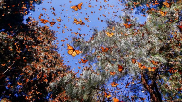 在人类上千年历史中，蝴蝶在世界各地不同文化都代表着多层意义（Credit: Getty Images）(photo:BBC)