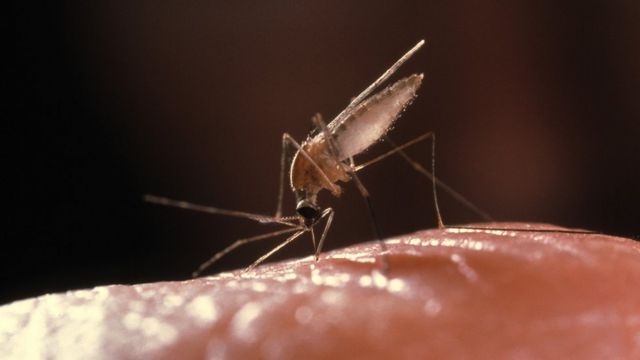 Mosquito Anopheles, portador de la malaria